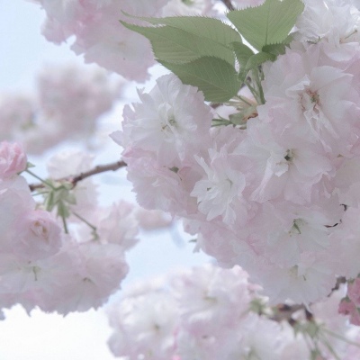 兽设花海场景设计兽圈社群